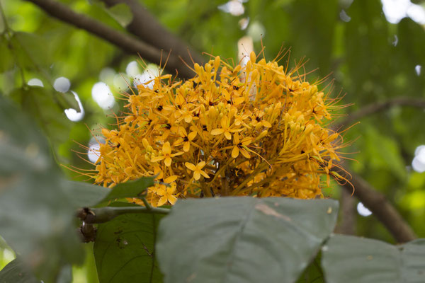 Bogor - Ashoka - Saraca indica