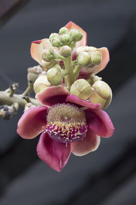 My Tho - kanonskogelboom - Couroupita guianensis