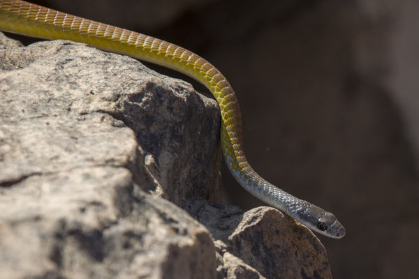 Nitmiluk - bronsboomslang - Dendrelaphis punctulatus