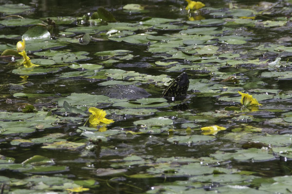 Kanazawa kasteel - Chinese driekielschildpad - Chinemys reevesi