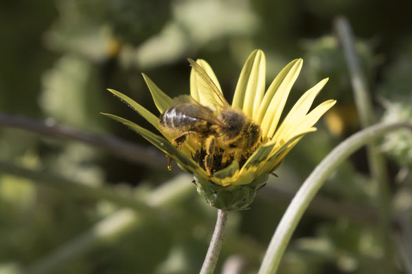 River walk - Kaapse goudsbloem - Arctotheca calendula met zandbij - Andrena helianthi