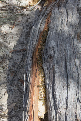 Stringybark walk - honingbij - Apis mellifera