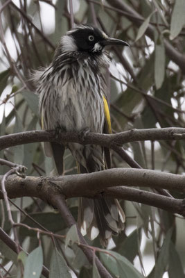 Kapunda - witooghoningeter - Phylidonyris novaehollandiae