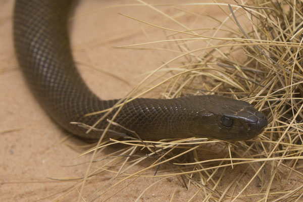 Alice Springs - Reptile centre - Inlandtaipan - Oxyuranus microlepidotus