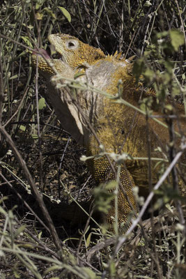 Santa Cruz - Galápagoslandleguaan -  Conolophus subcristatus