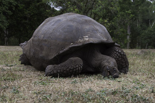 Santa Cruz - Galapagos reuzenschildpad - Geochelone elephantopus