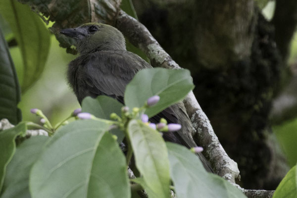 Talamanca reserve - palmtangare - Thraupis palmarum