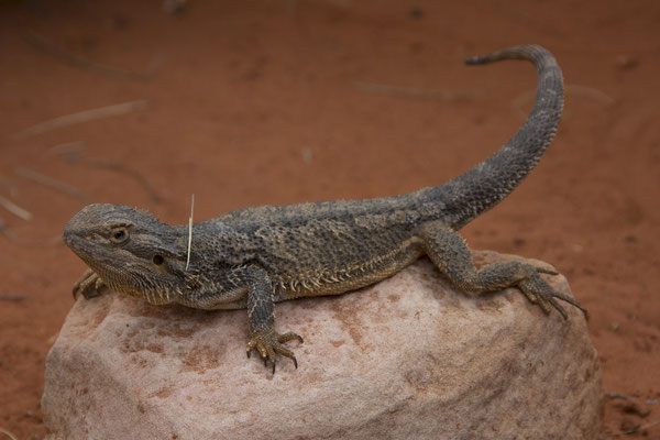 Alice Springs - Reptile centre - baardagaam - Pogona vitticeps