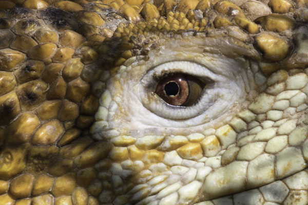 Santa Cruz - Galápagoslandleguaan -  Conolophus subcristatus