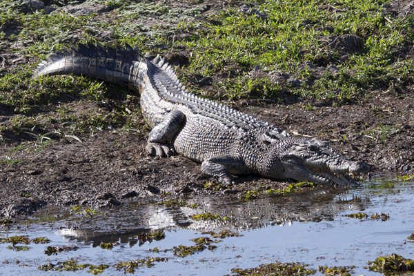 Yellow river - zoutwaterkrokodil - Crocodylus porosus