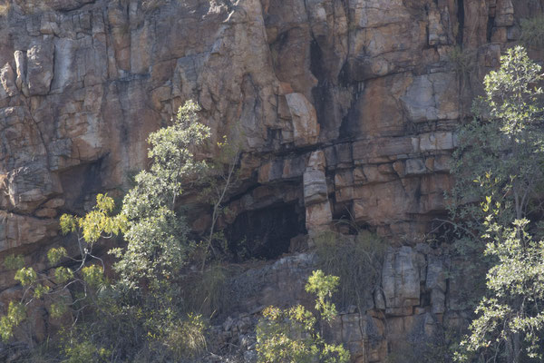 Nitmiluk - Dendrelaphis punctulatus