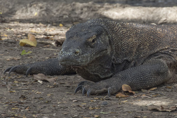 Rinca - komodovaraan - Varanus komodoensis