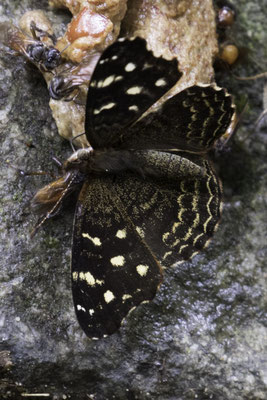 Talamanca reserve - Anthanassa sosis