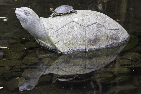 Nagasaki - Glover garden roodwang schildpad - Trachemys scripta elegans