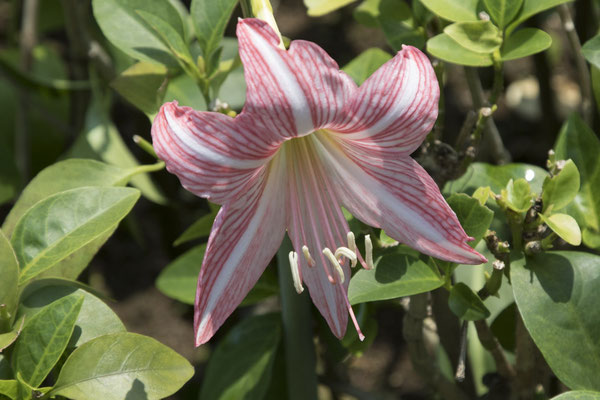 Bogor - Hippeastrum reticulatum