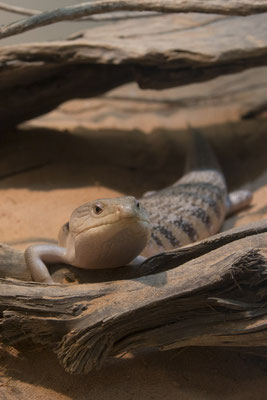 Alice Springs - Reptile centre - blauwtongskink - Tiliqua scincoides