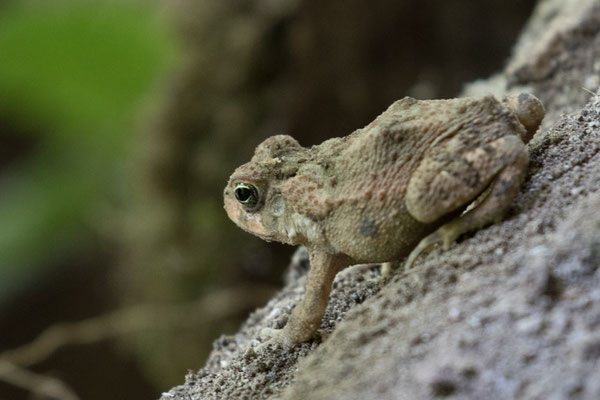  Arenal - Grijze boomkikker - Hyla chrysoscelis
