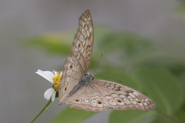 Tam Coc - vlinder - Junonia atlites