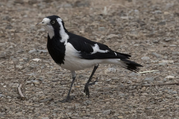 Kapunda - Australische slijkekster - Grallina cyanoleuca