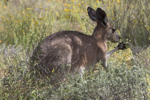Alice Springs - botanische tuin - wallaroe - Osphranter robustus
