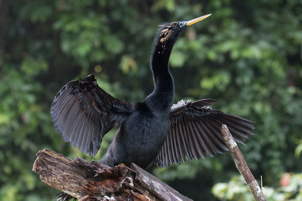 Tortuguero - Amerikaanse Slangenhalsvogel - Anhinga anhinga