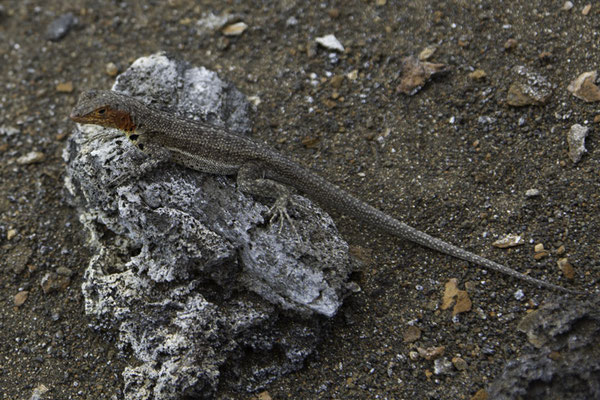 Bartolomé & Santiago island - Lavahagedis - Microlophus albemarlensis
