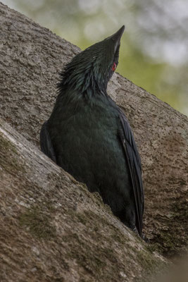 Maleise purperspreeuw - Aplonis panayensis
