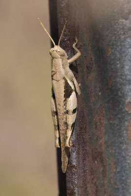 Katherine River walk - sprinkhaan - Stenocatantops angustifrons