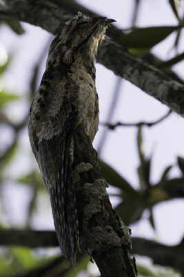 Sierpe - grijze reuzennachtzwaluw - Nyctibius griseus