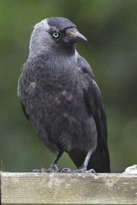 kauw - Coloeus monedula