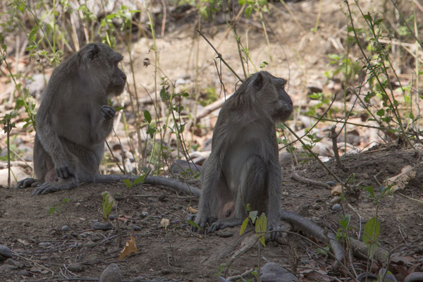 Rinca - krabbenetende makaak - Macaca fascicularis