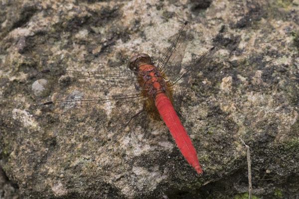 libelle - Orthetrum testaceum