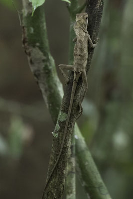 Manuel Antonio - Valse kameleon - Anolis chamaeleonides
