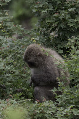Kyoto Iwatayama Japanse makaak - Macaca fuscata