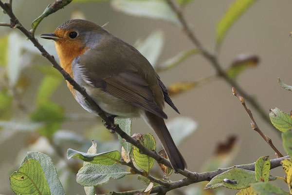 Roodborst - Erithacus rubecula