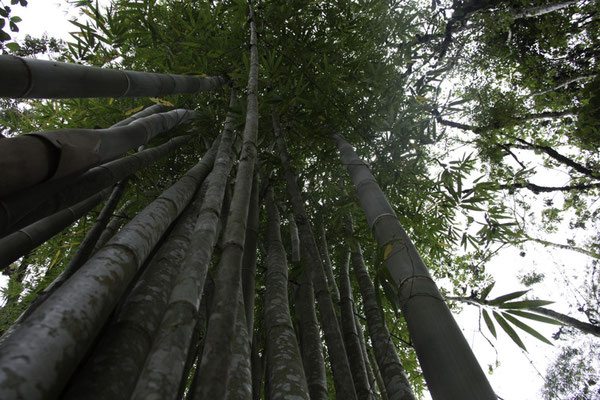 Talamanca reserve - Bamboe