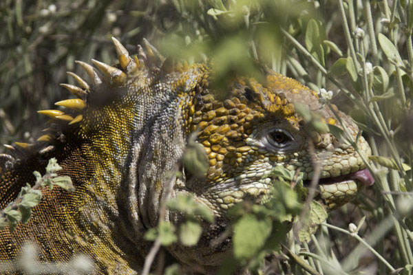 Santa Cruz - Galápagoslandleguaan -  Conolophus subcristatus