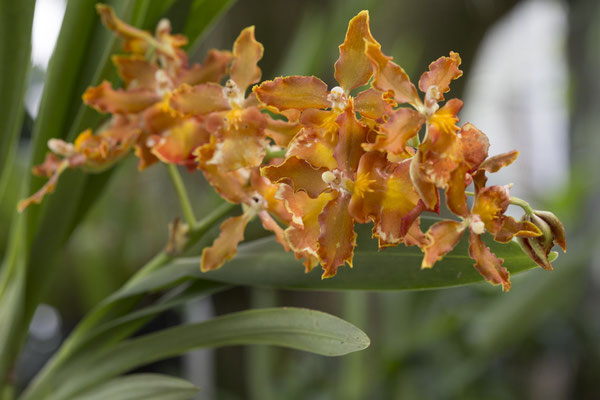 Bogor - orchidee - Epidendrum radicans Pav