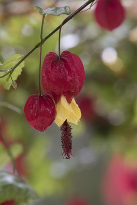Da Lat - Trúc Lâm klooster Belgische vlag - Callianthe megapotamica