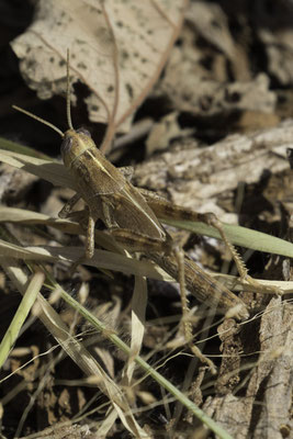 Santa Cruz - bruine sprinkhaan - Chorthippus brunneus