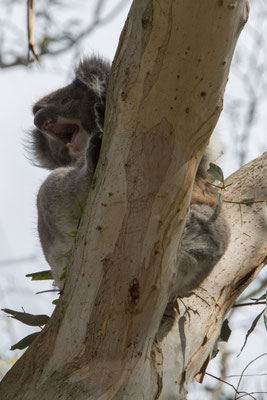 Koala - Phascolarctos cinereus