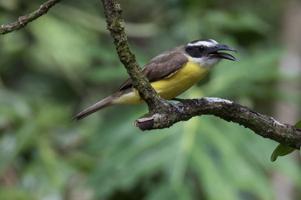 Tortuguero - grote kiskadie - Pitangus sulphuratus