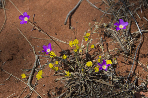 Kata Tjuta - (geel) Siemssenia capillaris - (paars) (spec) klein kruiskruid - Calandrinia balonensis