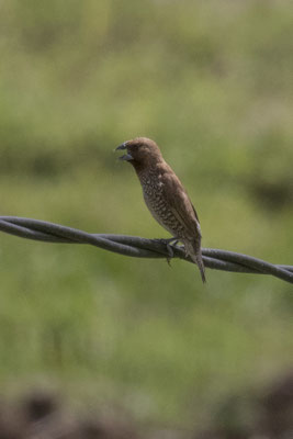 muskaarvink - Lonchura punctulata