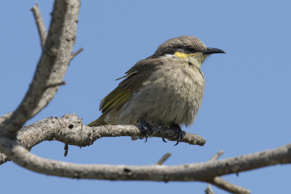 Warnambool - fluithoningeter - Gavicalis virescens