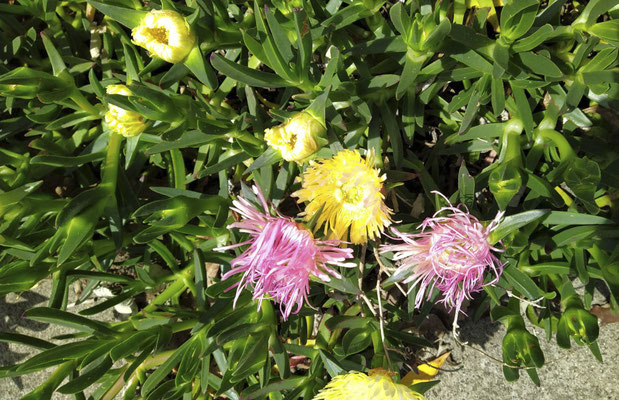 Forrest - hottentotvijg - Carpobrotus edulis