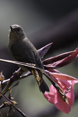 San Gerardo de Dota - leigrijze berghoningkruiper - Diglossa plumbea