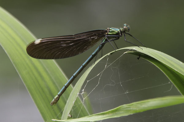 Azumino wasabi farm beekjuffer - fam Caloptergidae