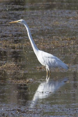 Anbangbang - grote zilverreiger - Ardea alba