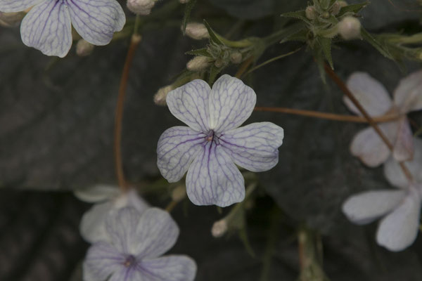 Bogor - Eranthemum (sp)
